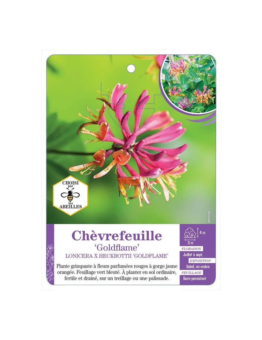 LONICERA X HECKROTTII GOLDFLAME voir Chèvrefeuille