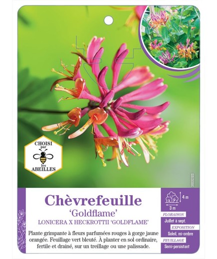 LONICERA X HECKROTTII GOLDFLAME voir Chèvrefeuille