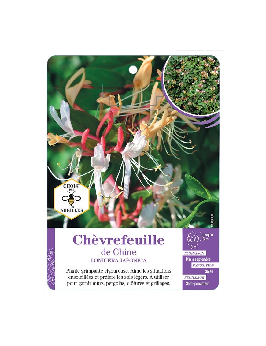 LONICERA JAPONICA (chinensis) voir Chèvrefeuille de Chine