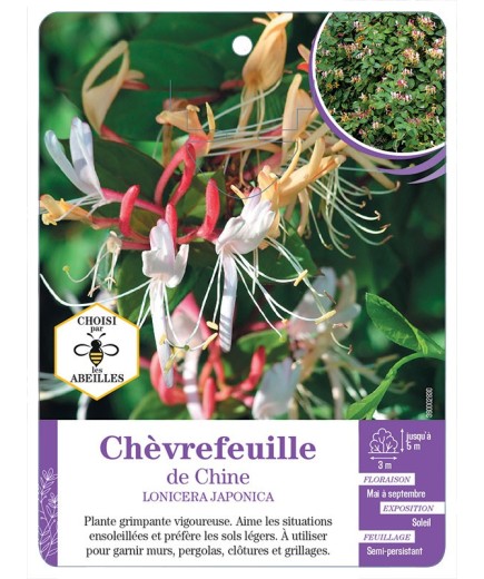 LONICERA JAPONICA (chinensis) voir Chèvrefeuille de Chine