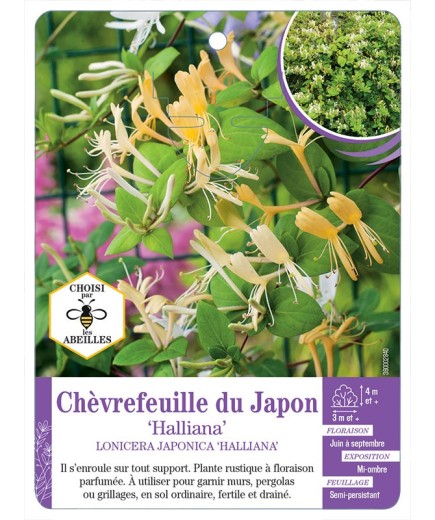 LONICERA JAPONICA HALLIANA voir Chèvrefeuille du Japon