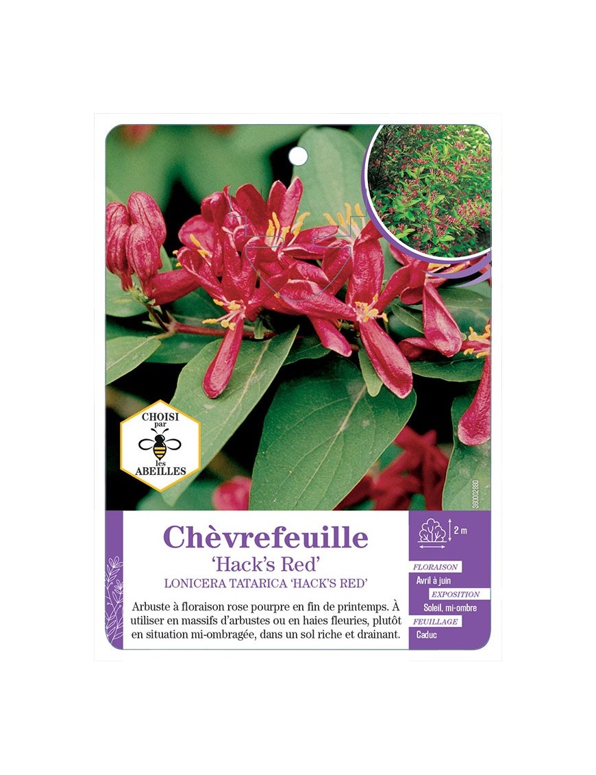 LONICERA TATARICA HACK’S RED  voir Chèvrefeuille*