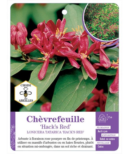 LONICERA TATARICA HACK’S RED  voir Chèvrefeuille*