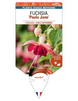 FUCHSIA Paula Jane