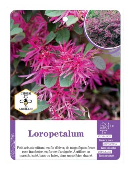 LOROPETALUM