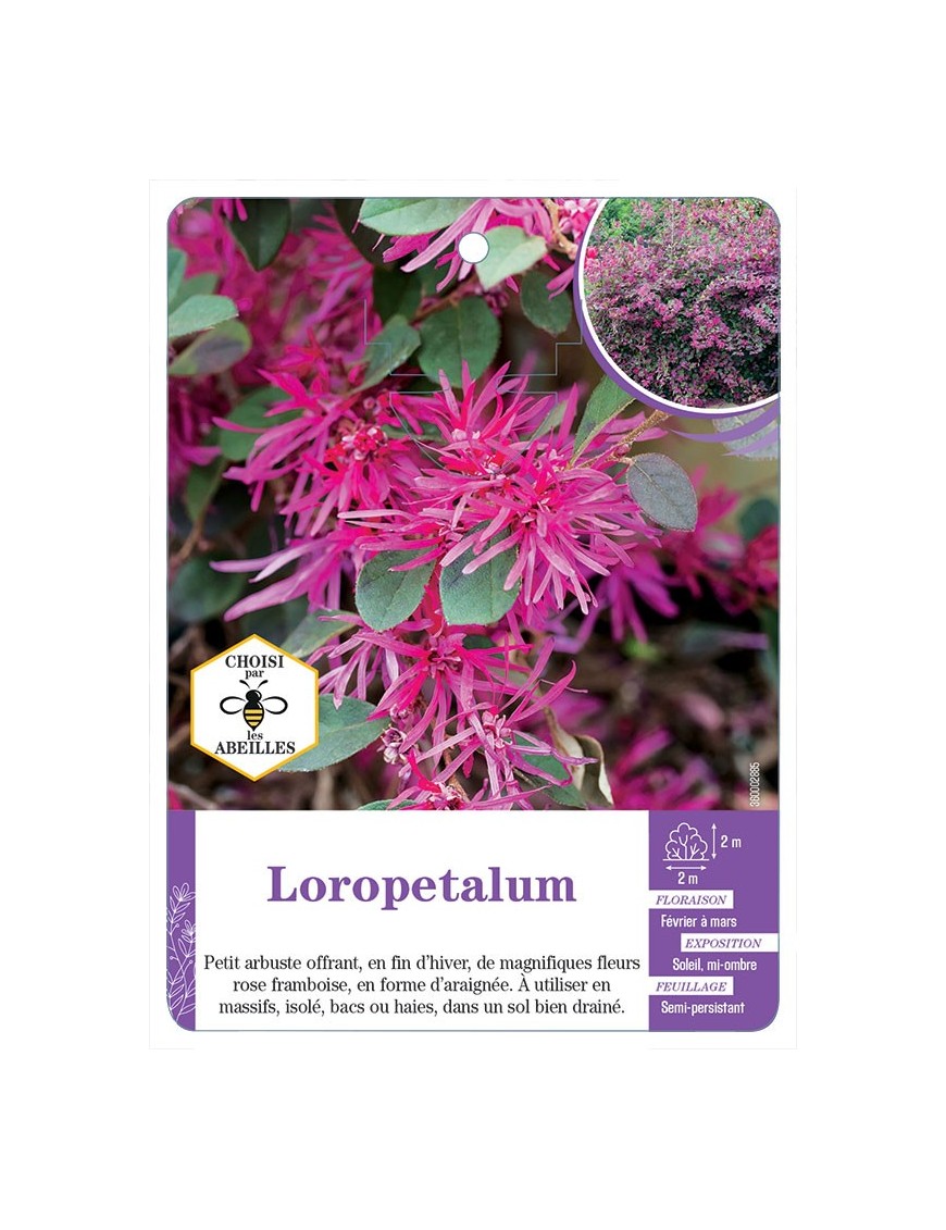 LOROPETALUM