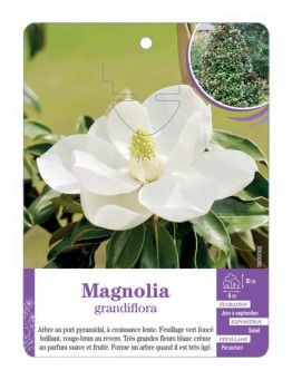 MAGNOLIA GRANDIFLORA (*)