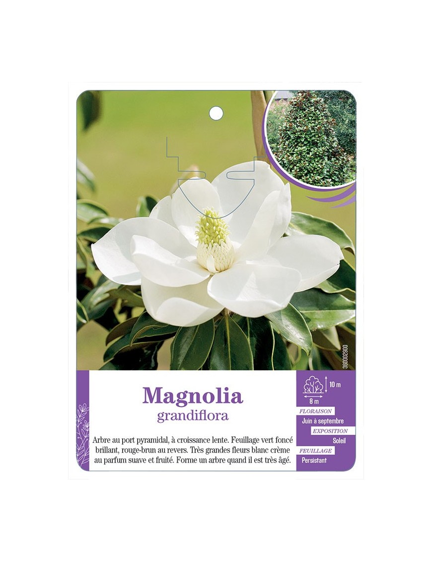 MAGNOLIA GRANDIFLORA (*)