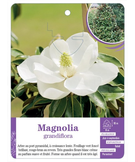MAGNOLIA GRANDIFLORA (*)