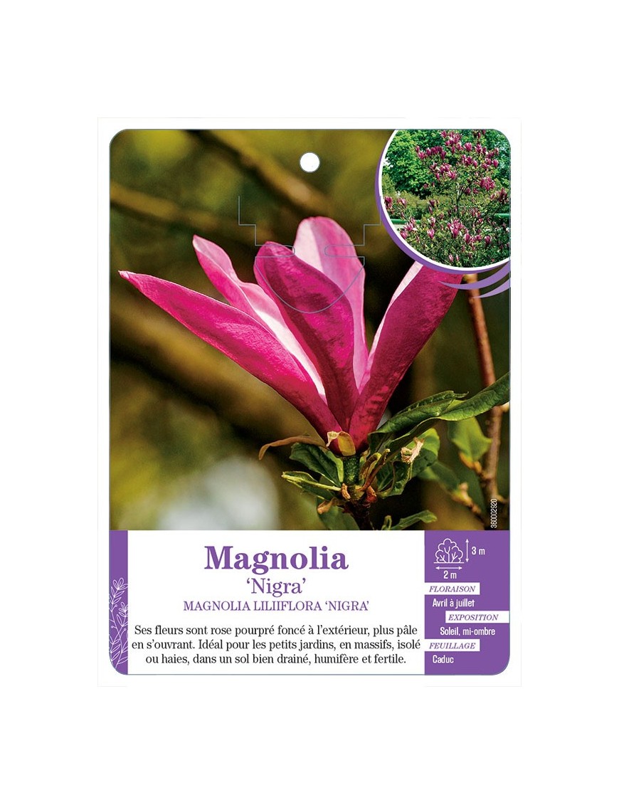 MAGNOLIA LILIIFLORA NIGRA (*)
