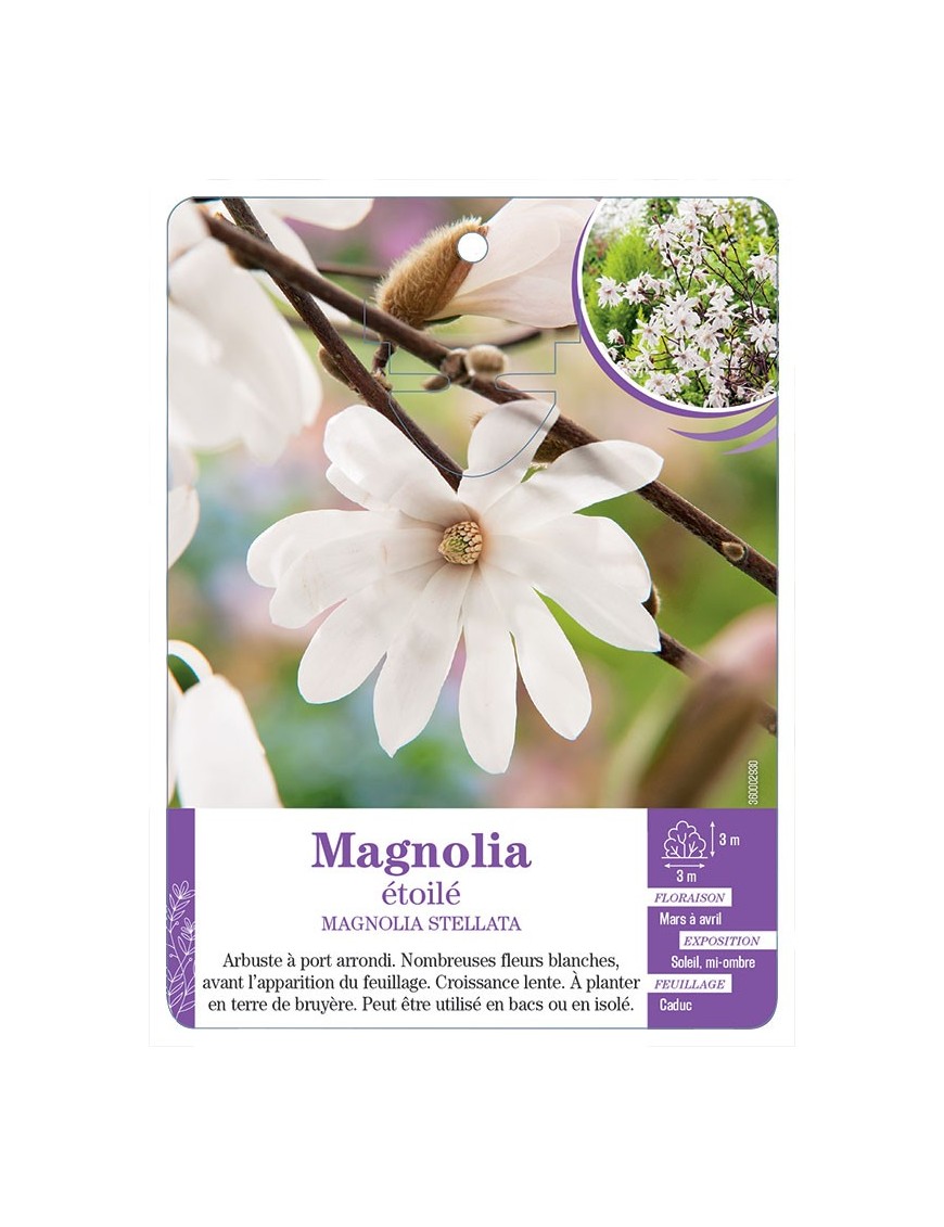 MAGNOLIA STELLATA voir Magnolia étoilé (*)