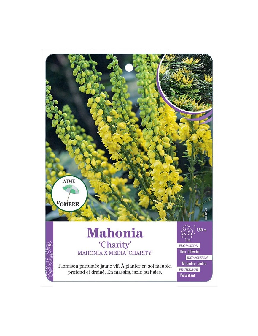 MAHONIA X MEDIA CHARITY (*)