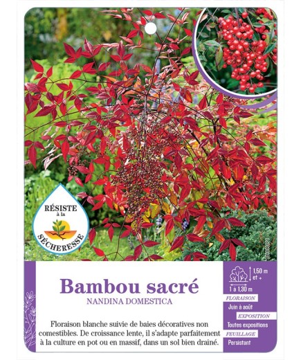 NANDINA DOMESTICA voir Bambou sacré