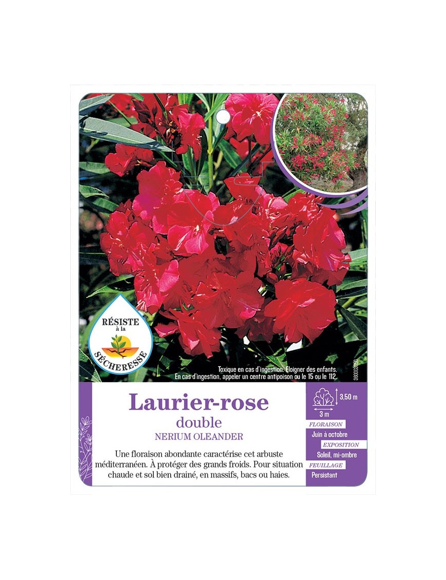 NERIUM OLEANDER voir Laurier-rose double (rouge) (*)