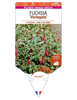 FUCHSIA RICCARTONII VARIEGATA