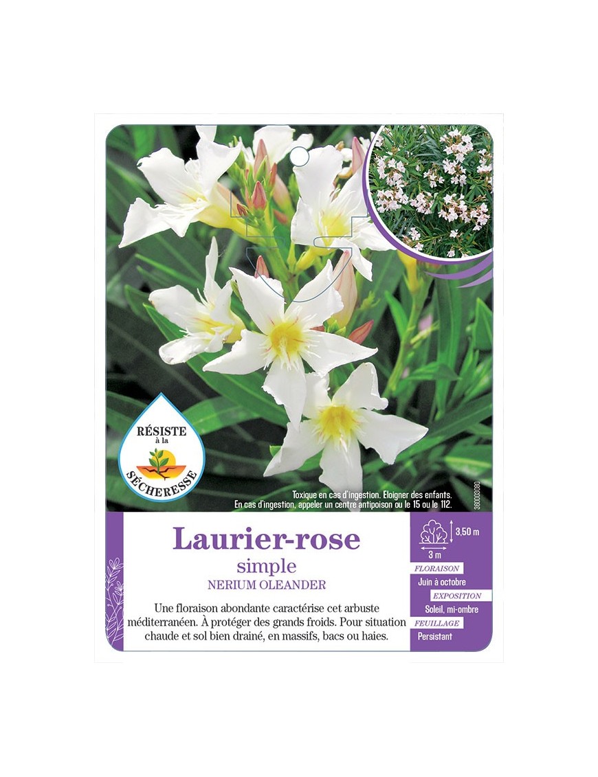 NERIUM OLEANDER voir Laurier-rose simple (*)