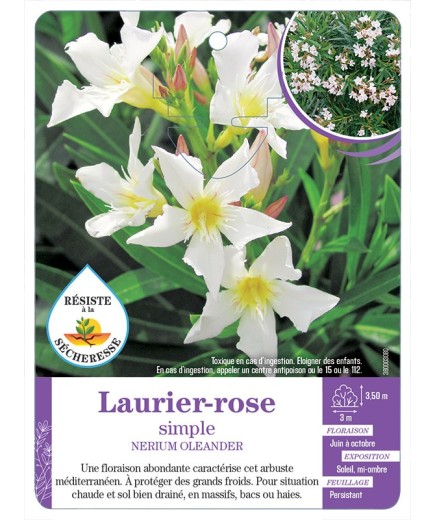 NERIUM OLEANDER voir Laurier-rose simple (*)