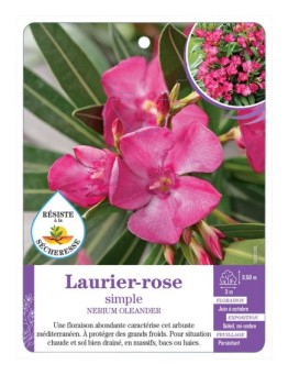 NERIUM OLEANDER voir Laurier-rose simple (rose soutenu)