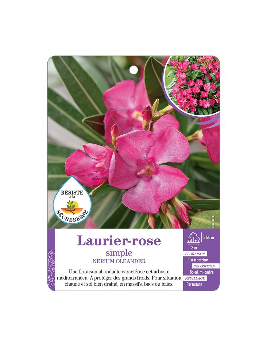 NERIUM OLEANDER voir Laurier-rose simple (rose soutenu)