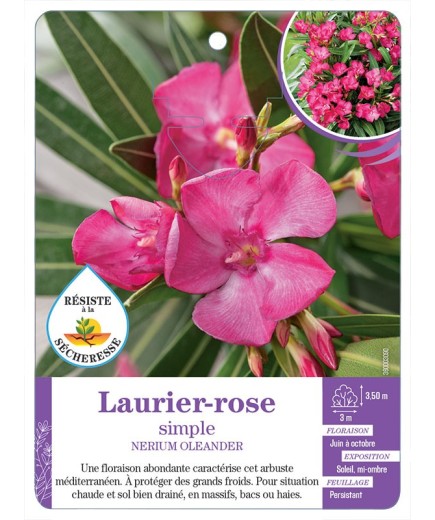 NERIUM OLEANDER voir Laurier-rose simple (rose soutenu)