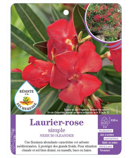 NERIUM OLEANDER voir Laurier-rose simple (rouge)