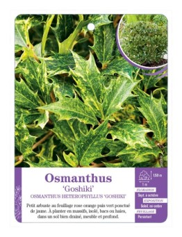 OSMANTHUS HETEROPHYLLUS GOSHIKI (*)