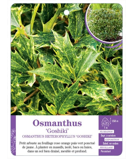 OSMANTHUS HETEROPHYLLUS GOSHIKI (*)