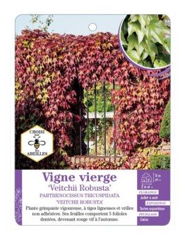 PARTHENOCISSUS TRICUSPIDATA VEITCHII ROBUSTA voir Vigne vierge