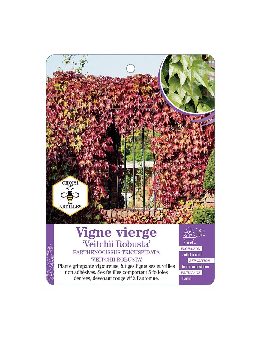PARTHENOCISSUS TRICUSPIDATA VEITCHII ROBUSTA voir Vigne vierge