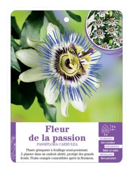 PASSIFLORA CAERULEA voir Fleur de la passion
