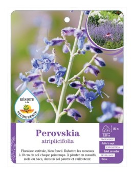 PEROVSKIA ATRIPLICIFOLIA