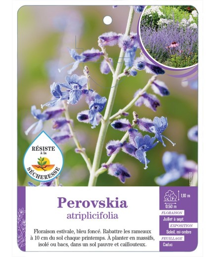 PEROVSKIA ATRIPLICIFOLIA