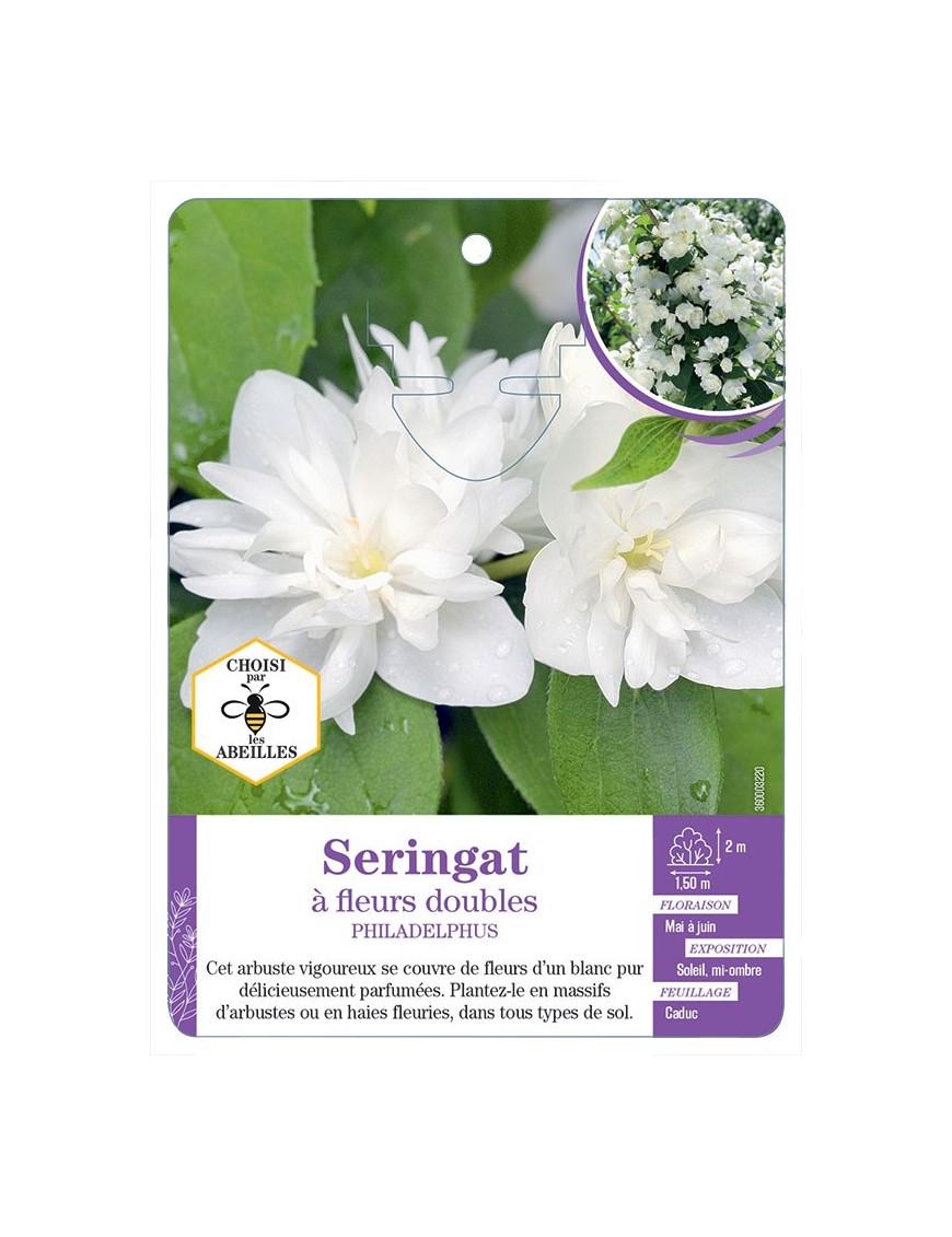 PHILADELPHUS voir Seringat à fleurs doubles