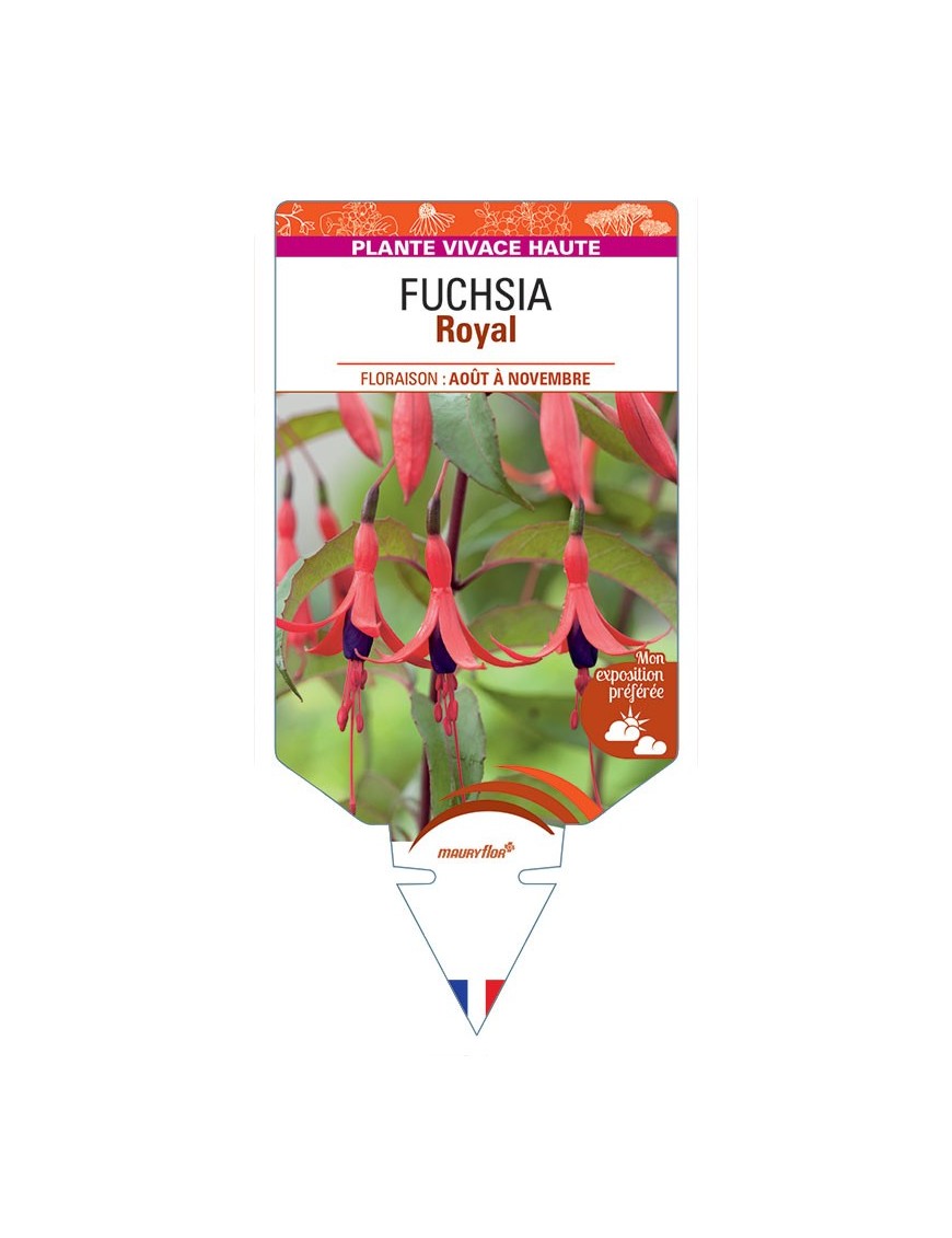 FUCHSIA Royal