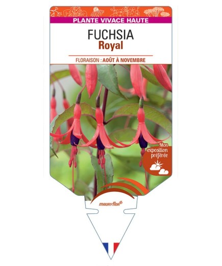 FUCHSIA Royal