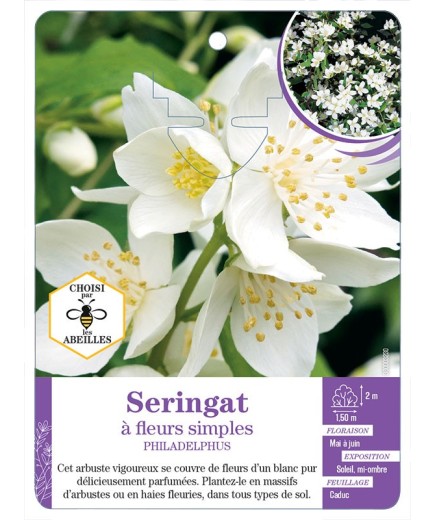 PHILADELPHUS voir Seringat à fleurs simples