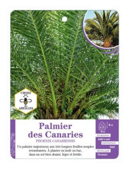 PHOENIX CANARIENSIS voir Palmier des Canaries (*)