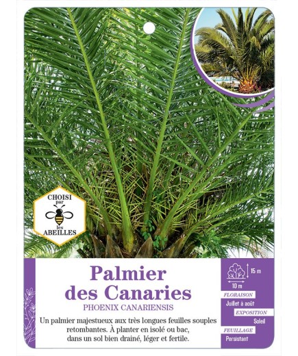 PHOENIX CANARIENSIS voir Palmier des Canaries (*)