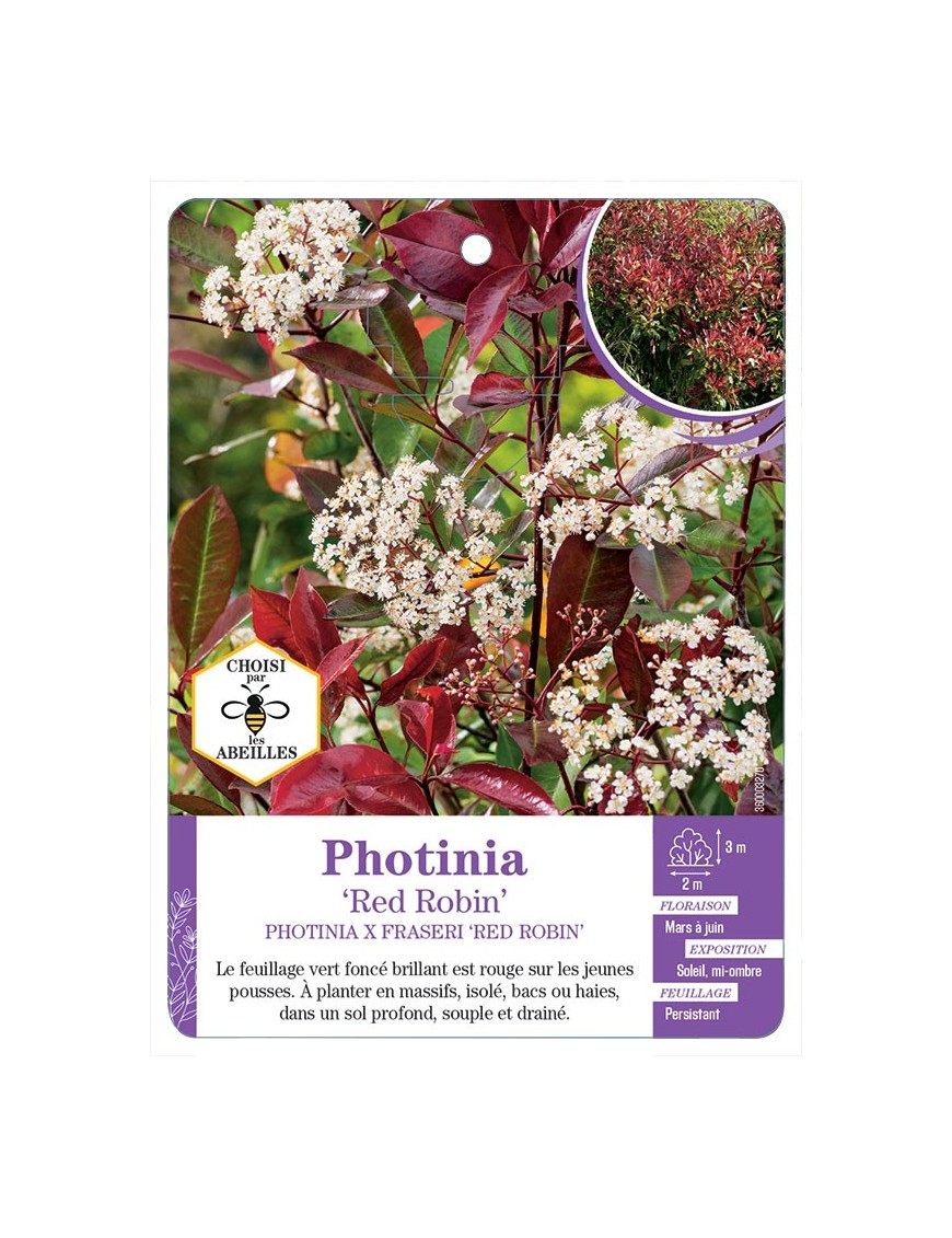 PHOTINIA X FRASERI RED ROBIN