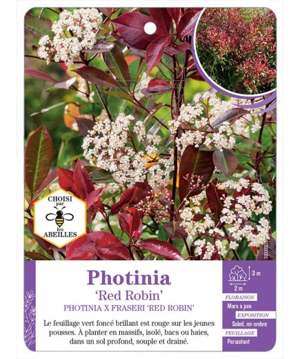 PHOTINIA X FRASERI RED ROBIN