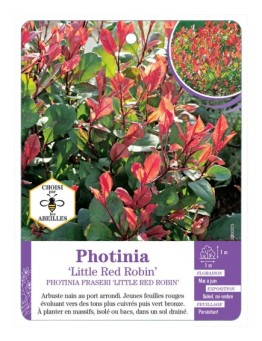 PHOTINIA LITTLE RED ROBIN (*)