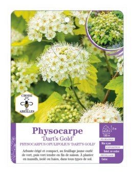 PHYSOCARPUS OPULIFOLIUS DART’S GOLD (*)