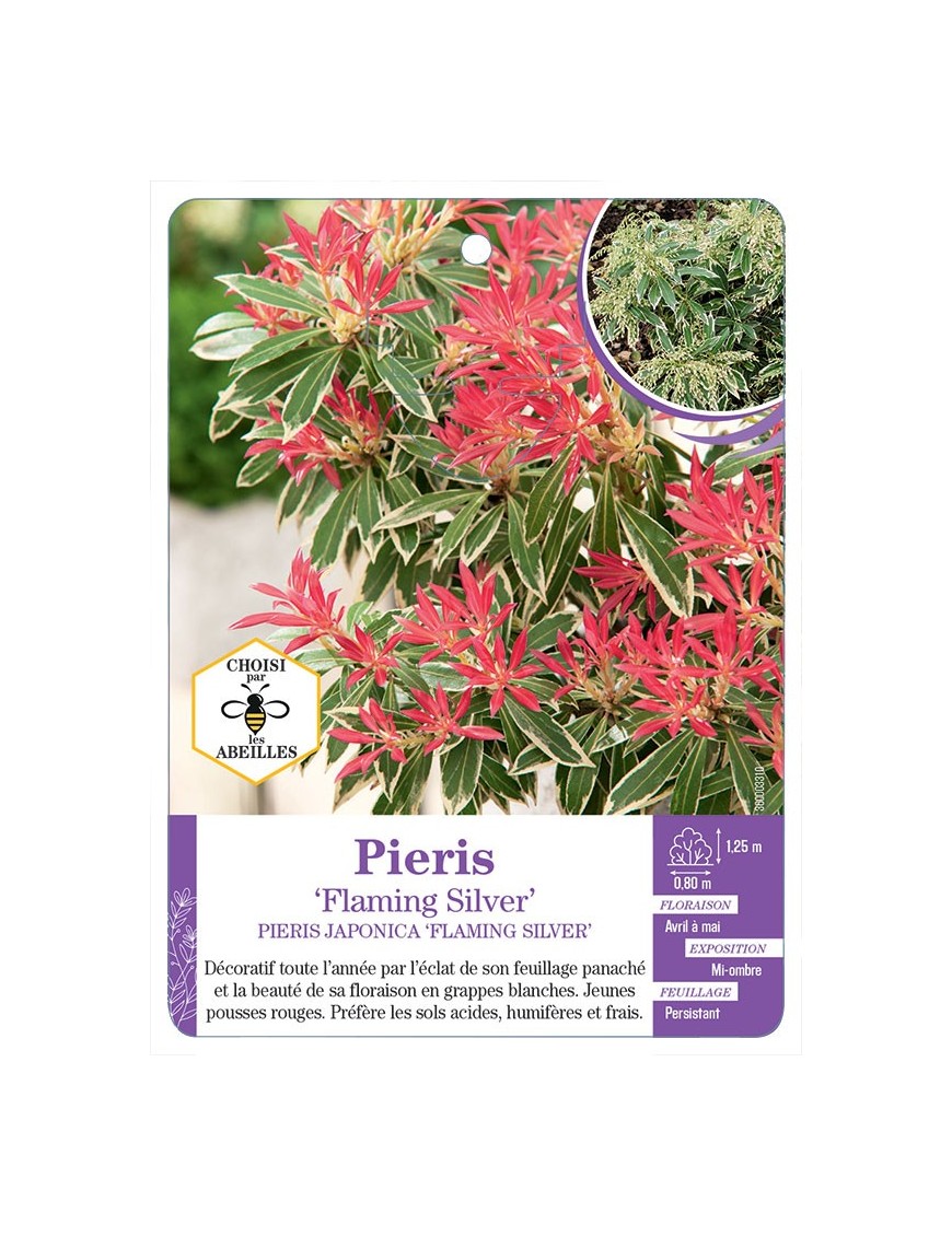 PIERIS FLAMING SILVER (*)