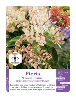 PIERIS JAPONICA FOREST FLAME (*)