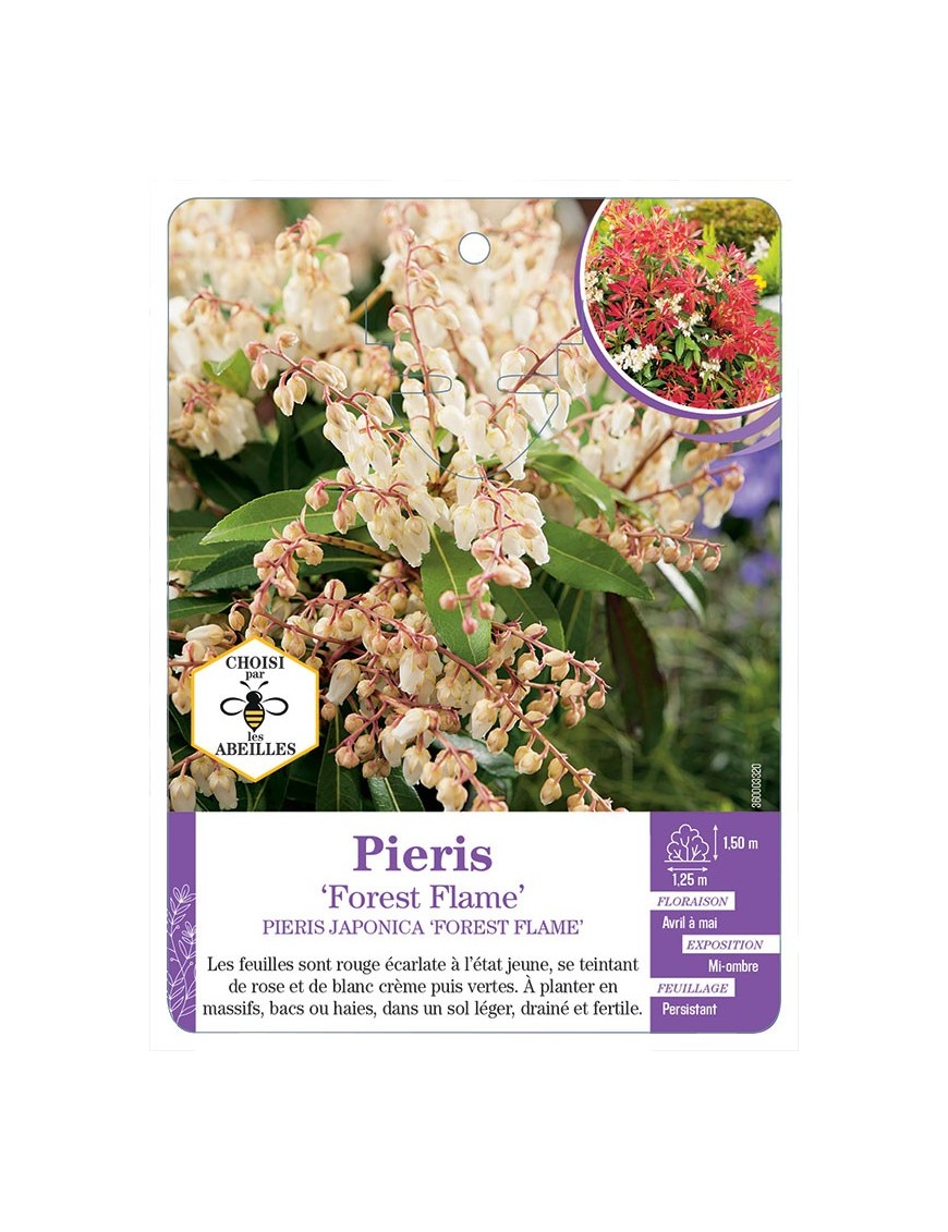 PIERIS JAPONICA FOREST FLAME (*)