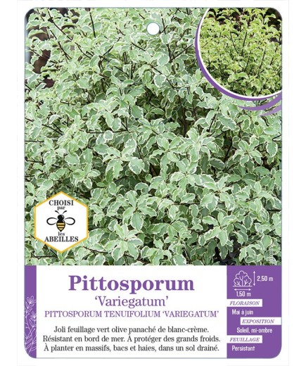 PITTOSPORUM TENUIFOLIUM VARIEGATUM