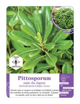 PITTOSPORUM TOBIRA NANUM voir Pittosporum nain du Japon