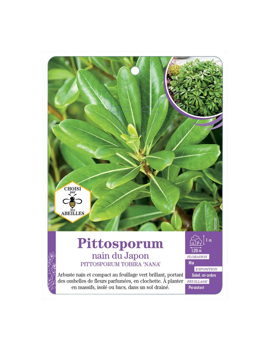 PITTOSPORUM TOBIRA NANUM voir Pittosporum nain du Japon