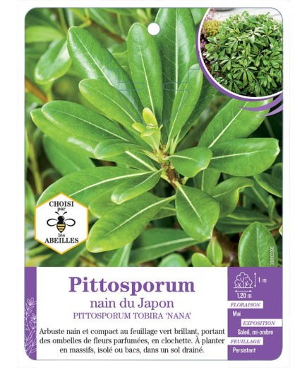 PITTOSPORUM TOBIRA NANUM voir Pittosporum nain du Japon