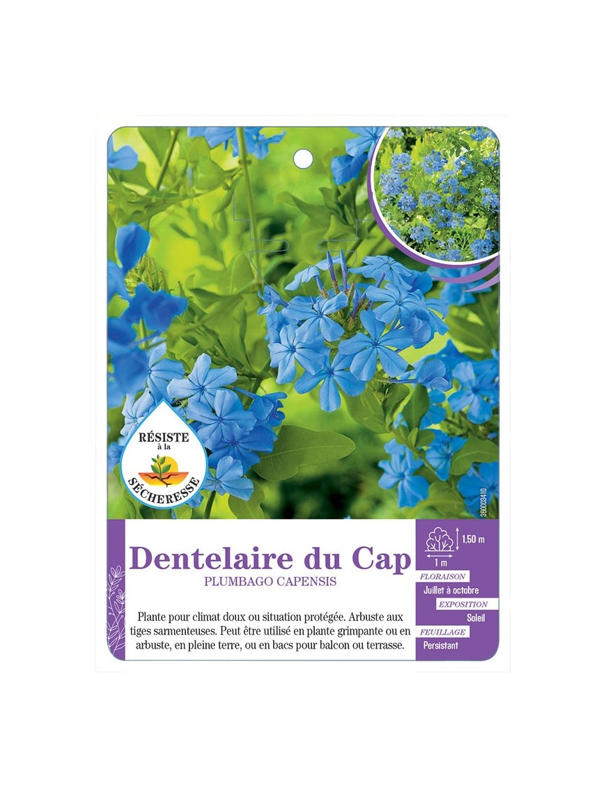 PLUMBAGO AURICULATA voir Dentelaire du Cap
